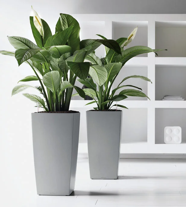 Office plants benefits